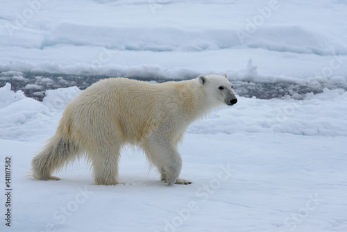 Polar bear on the ice