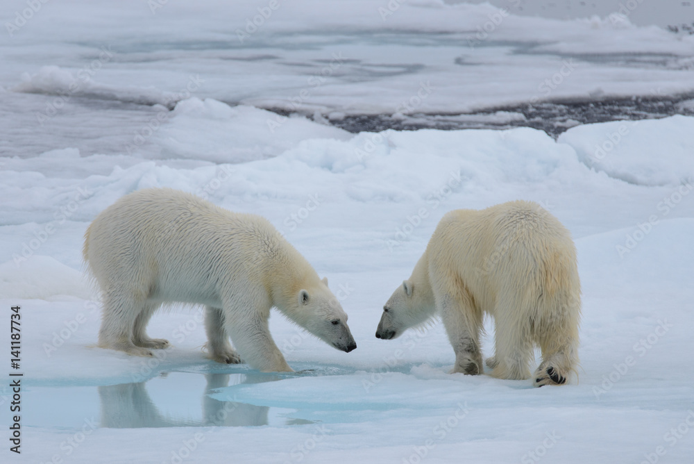 Two polar bears playing together on the ice Two polar bears playing together on the ice