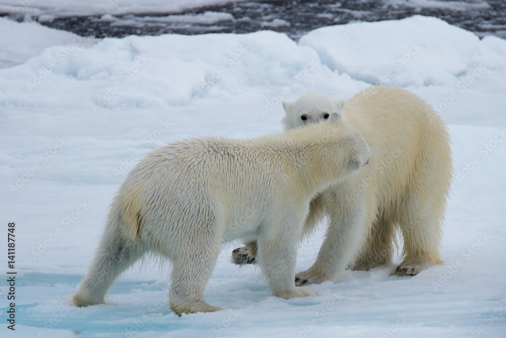 Two polar bears playing together on the ice Two polar bears playing together on the ice