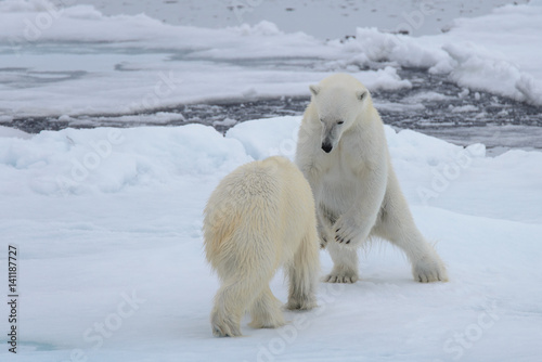 Two polar bears playing together on the ice