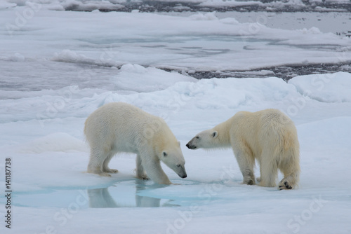 Two polar bears playing together on the ice