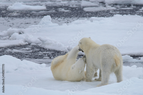 Two polar bears playing together on the ice © Alexey Seafarer