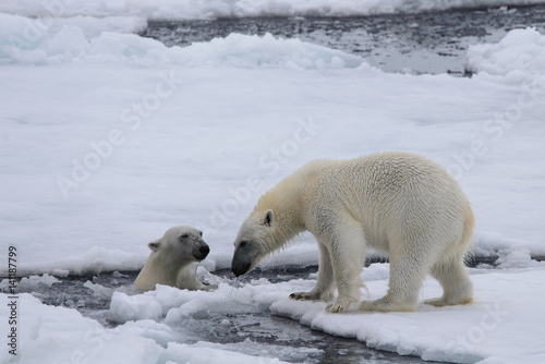Two polar bears playing together on the ice
