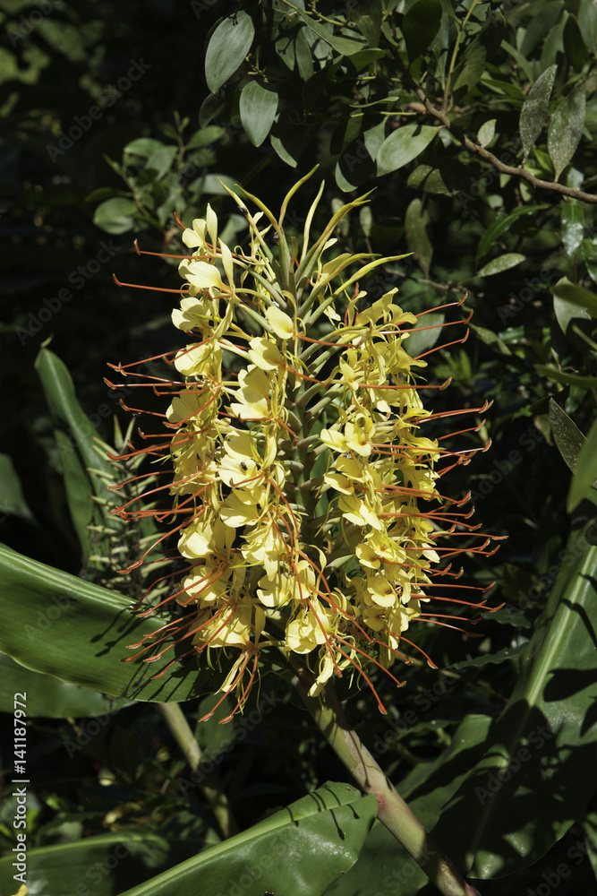 Naklejka premium Girlandenblume Ingwer Lilie Ginger Lily