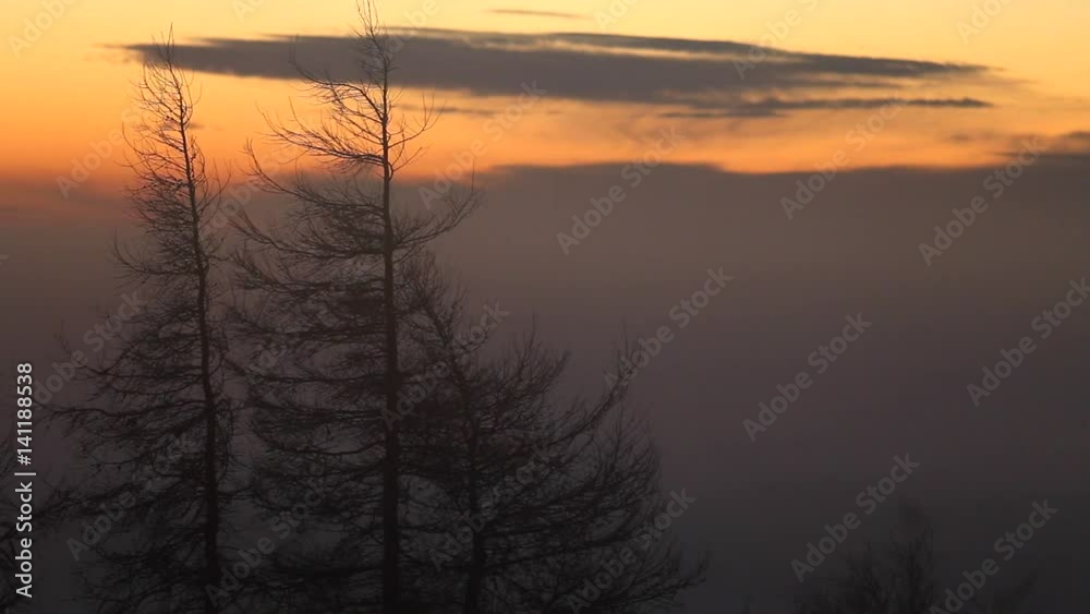 Spruce Trees Silhouette Against Dawning Sky Spruce Trees Silhouette Against Dawning Sky