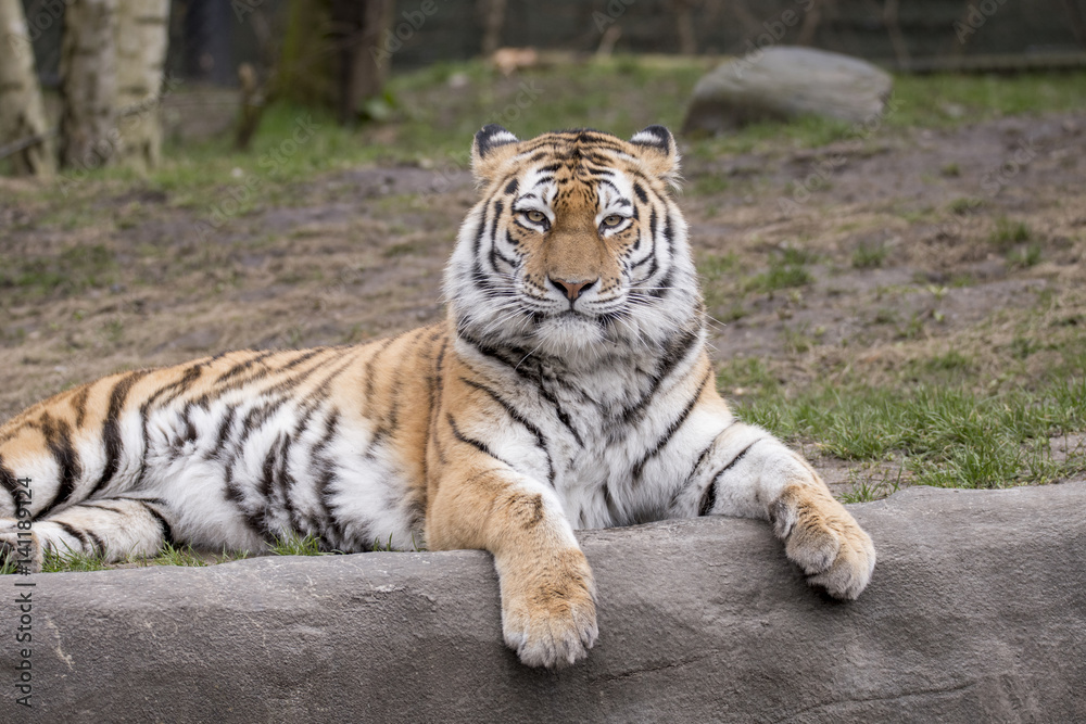 Obraz premium The Tiger