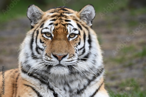 The Tiger © gerckens.photo