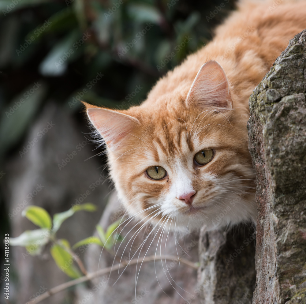 Cat, Cats, Kitty Cat, Cats, Kitty