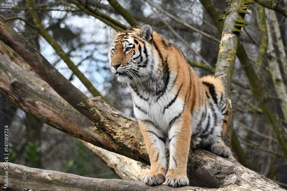 Fototapeta premium The Tiger
