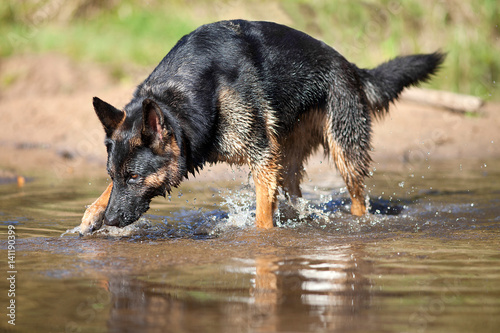 German Shepard dog play and run in water