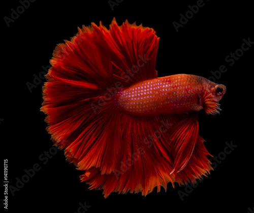 fighting fish isolated on black background