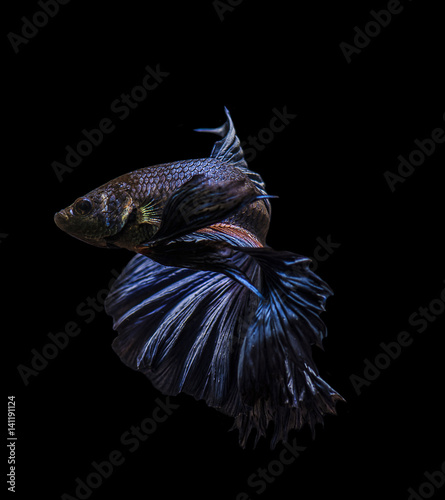 Fototapeta Naklejka Na Ścianę i Meble -  fighting fish isolated on black background