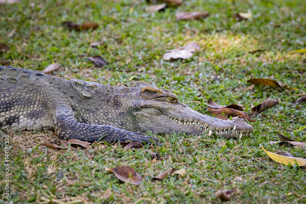 Obraz premium Image of a crocodile on the grass. Reptile Animals.
