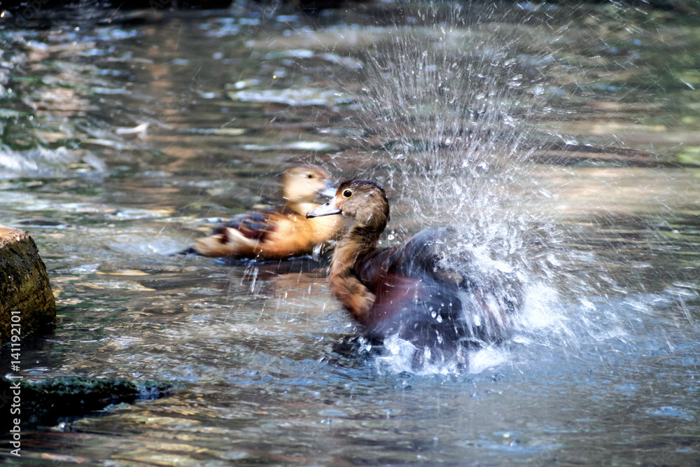 Fototapeta premium Littlt teal Shaking off water on feather
