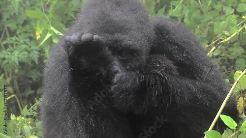 The Critically Endangered Mountain Gorilla Seen Here Playing with her Newborn Baby in Virunga Mountains, Rwanda. This is the Susa Group, which was studied by Dian Fossey. photo
