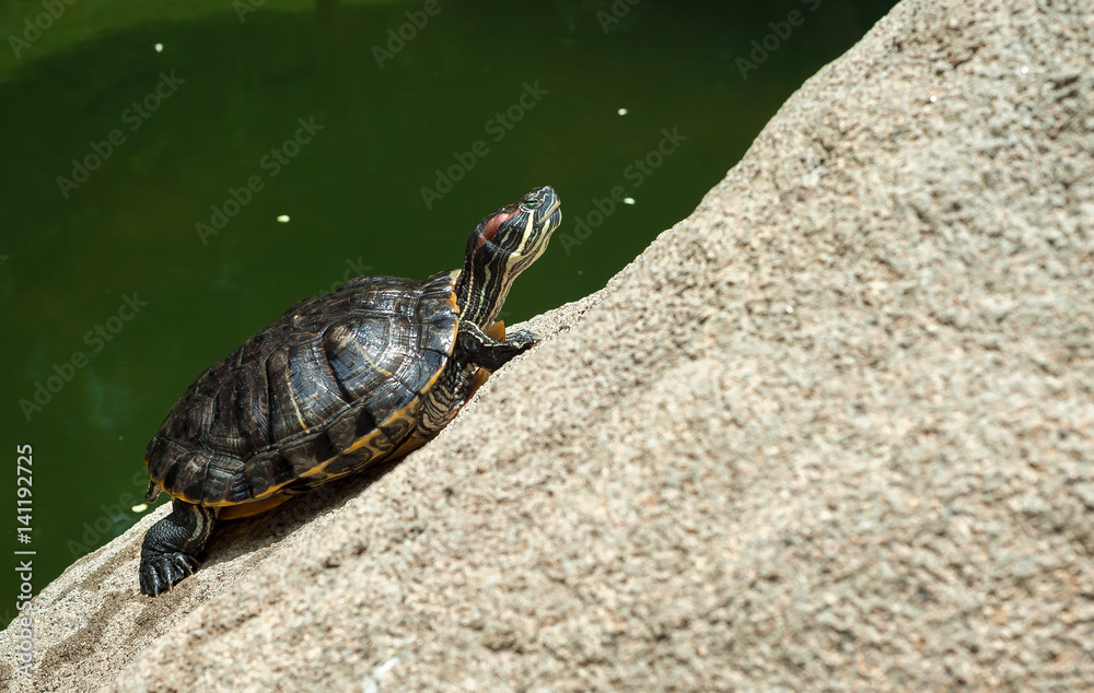 Obraz premium Green turtle sunbathing on a rock in Hong Kong Park