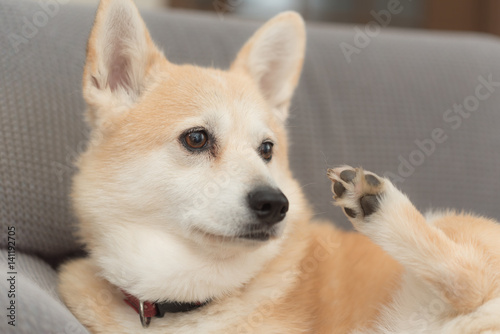 A dog is grooming herself