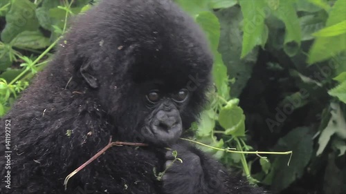 The Critically Endangered Mountain Gorilla. A Wild Baby Perches on Mom's Shoulders and Eats Vegetation in Mountains of Rwanda. This is a twin (the only twins known in the world!) from the Susa Group. photo