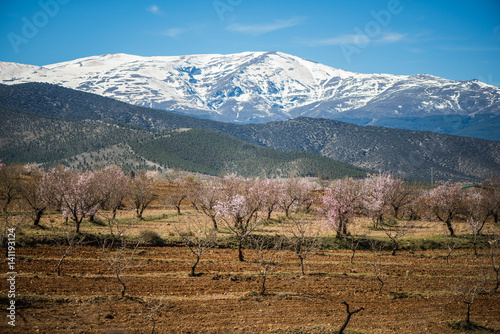 Almond trees blooming in Sierra Nevada, Spain