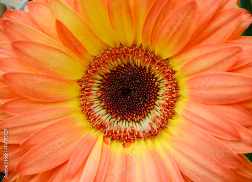 Gerber Daisy