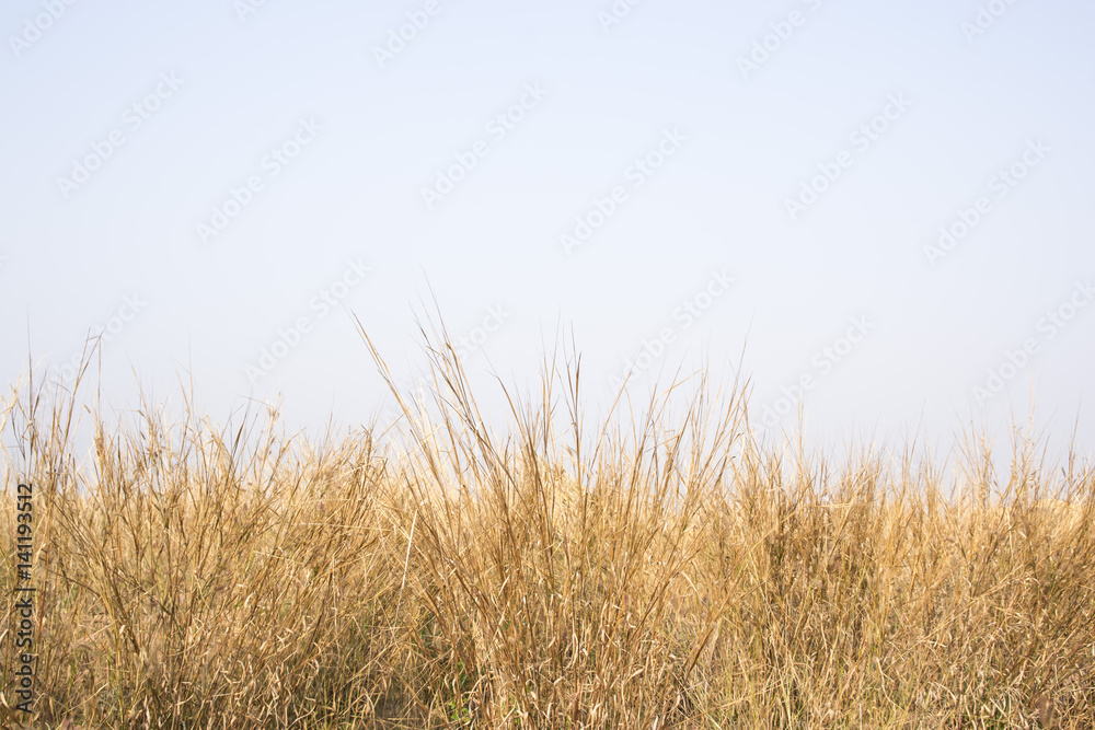 Obraz premium grass field flower of garden landscape in nature background