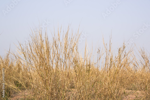 grass field flower of garden landscape in nature background