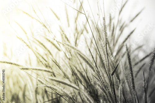 grass field flower of garden landscape in nature background