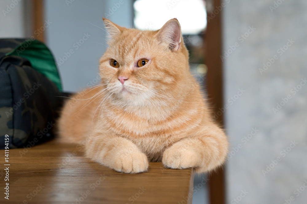 lovely cat american short hair sleeping on wood floor lovely cat american short hair sleeping on wood floor