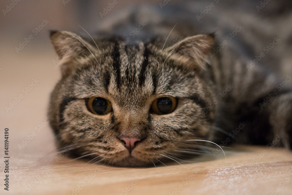 lovely cat american short hair sleeping on wood floor lovely cat american short hair sleeping on wood floor