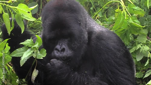 The Critically Endangered Mountain Gorilla. The dominant silverback of the Susa Group (Kurira) is seen here grooming and feeding (Virunga Mountains, Rwanda). The Susa Group was studied by Dian Fossey. photo