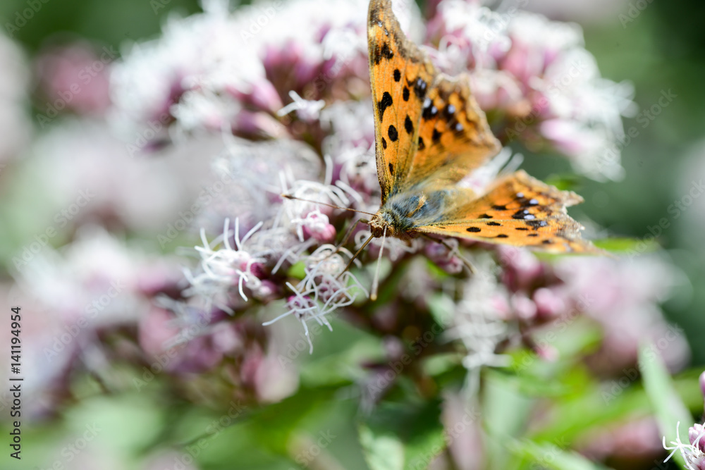 Obraz premium キタテハ 黄色のきれいな超