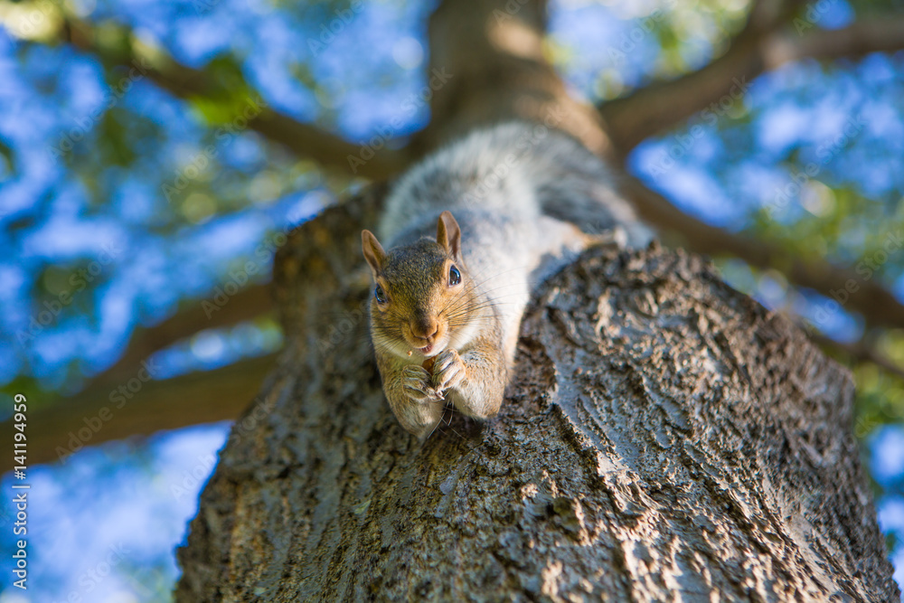 A squirrel on a tree A squirrel on a tree