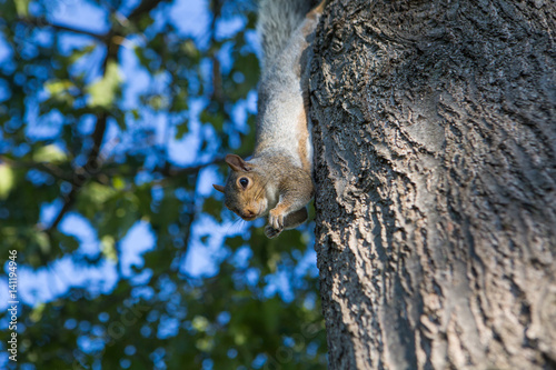 A squirrel on a tree © MISHELLA