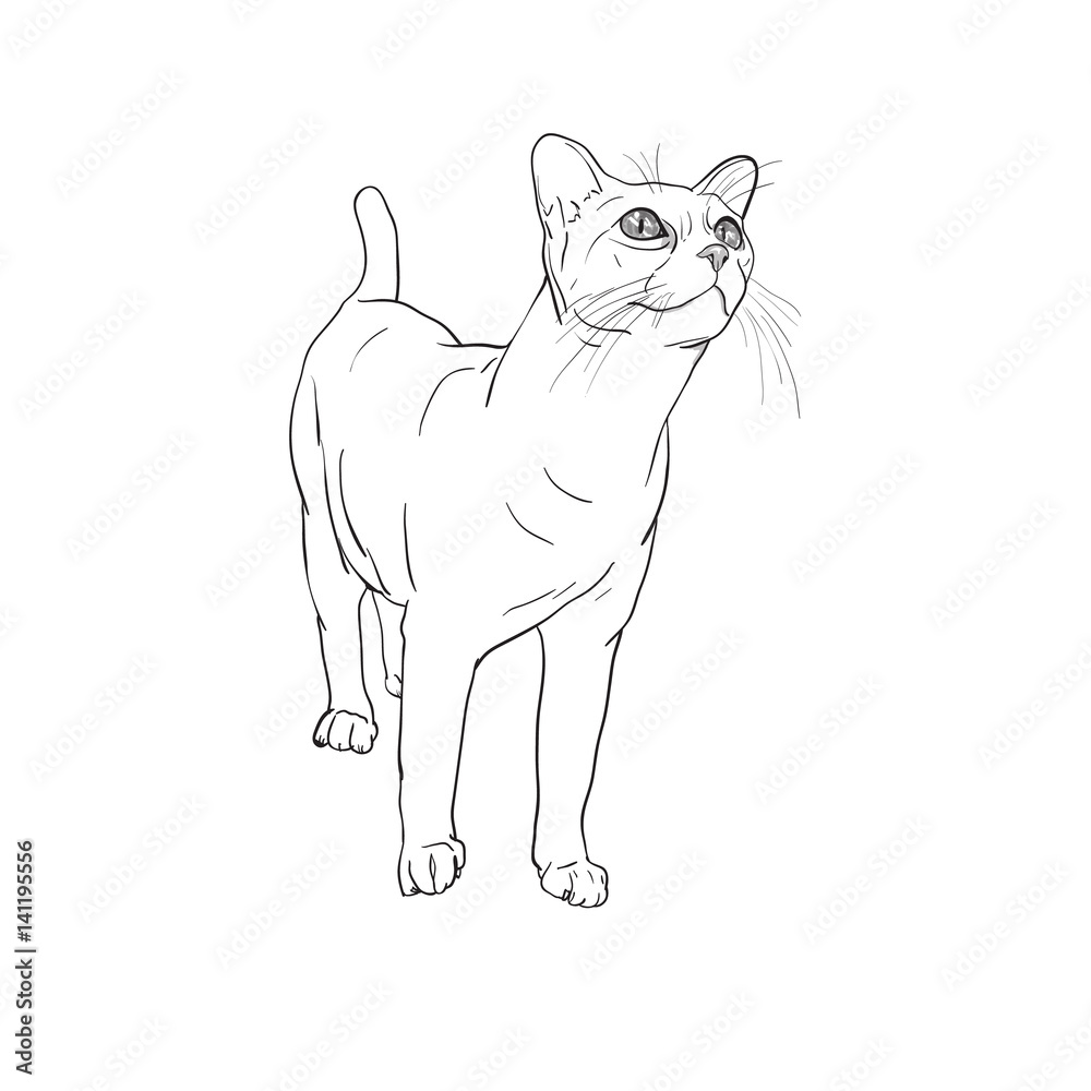 Obraz premium Adorable cat curious staring something