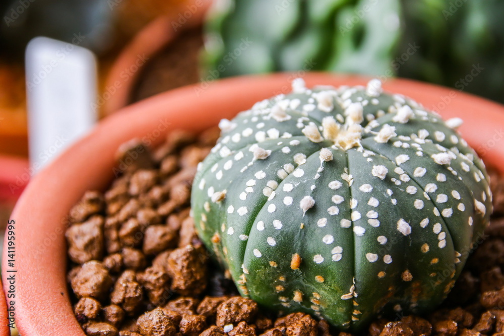 Astrophytum asterias