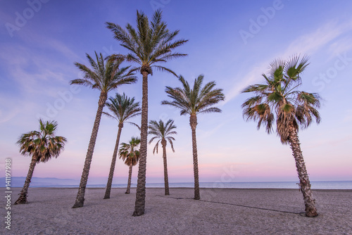 Tropical palm trees on the beach