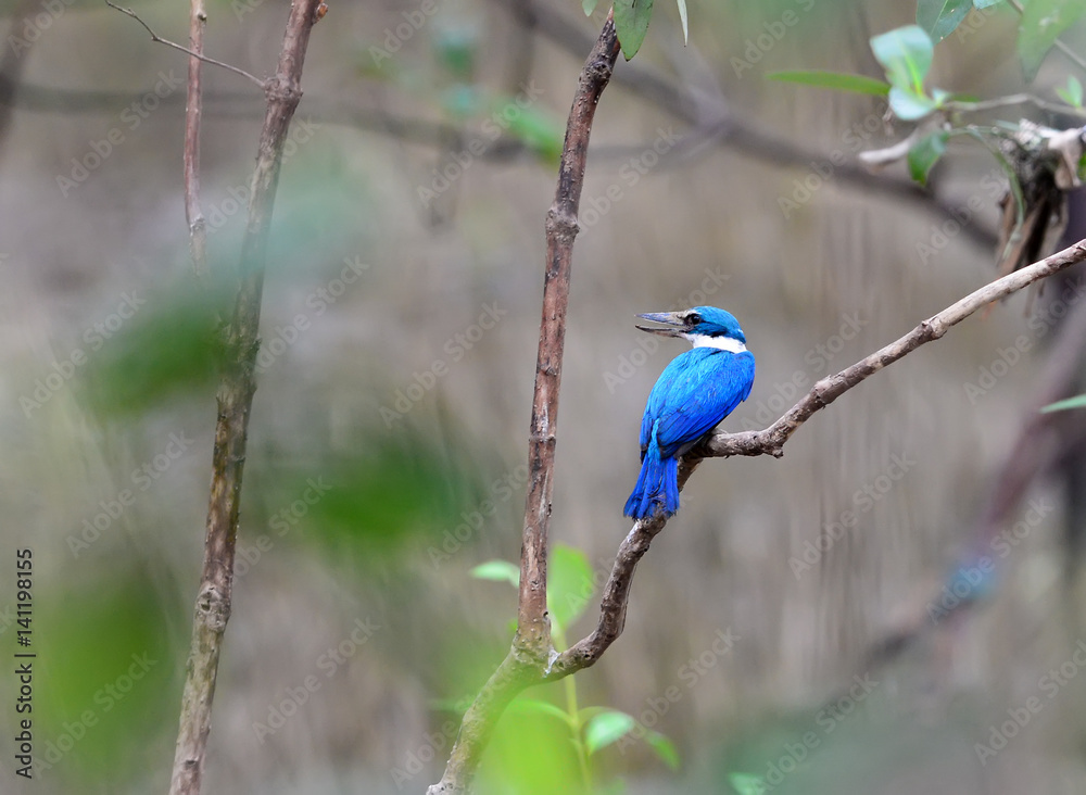 Obraz premium Blue Bird Collared Kingfisher (Todiramphus chloris) on a branch, in nature
