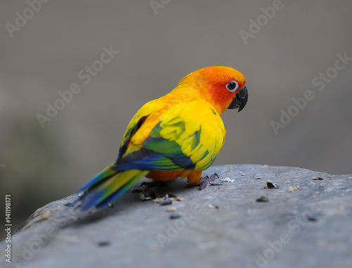 Colorful Sun Conure bird