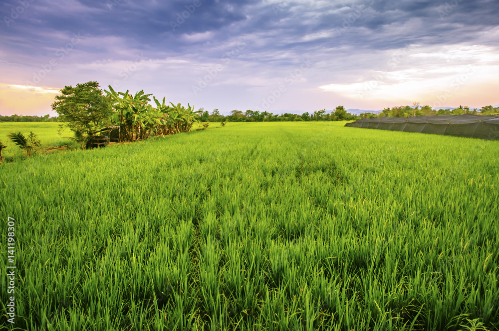 Fototapeta premium Rice fields at evening in Dark Sky