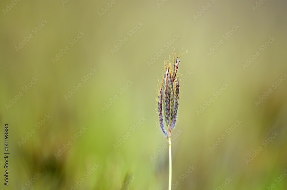Abstract natural Isolated grass backgrounds Abstract natural Isolated grass backgrounds