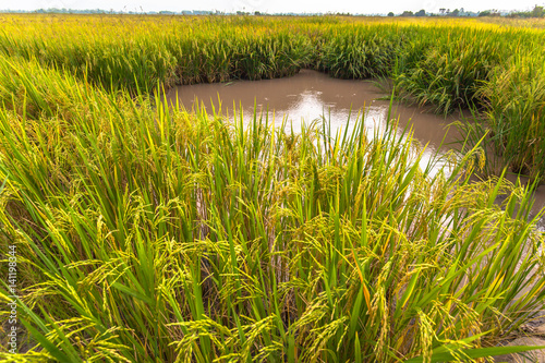 The rice husk from green starts to turn yellow. Close to rice harvest time. Farmers have to pump water in rice paddies out of paddy fields to harvest rice. photo