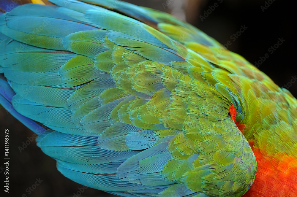 Obraz premium Scarlet Macaw feathers, colorful background texture