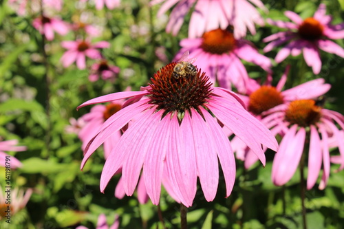 "Eastern Purple Coneflower" (or Purple Coneflower, Snakeroot) in St. Gallen, Switzerland. Its Latin name is Echinacea Purpurea, native to eastern North America.