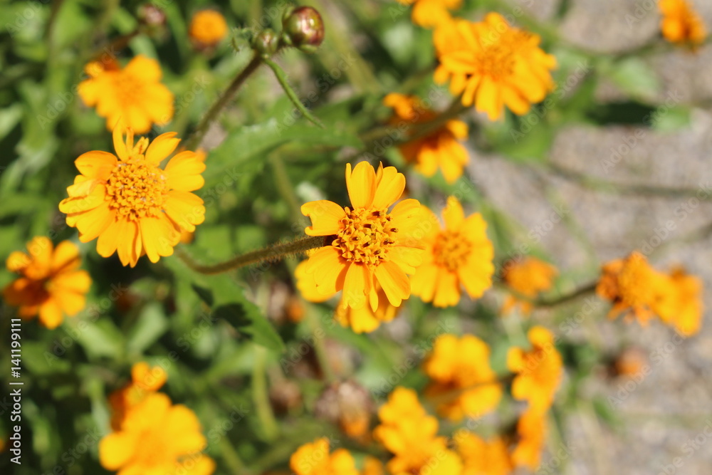 Yellow Yellow