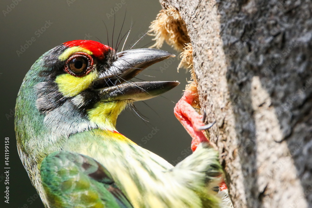 Coppersmith Barbet (Megalaima haemacephala), Bird is nesting on the tree.