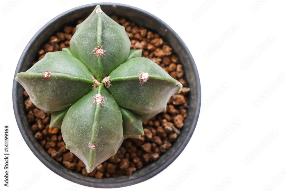 Star Cactus (Astrophytum Myriostigma cv. Fukuryu)