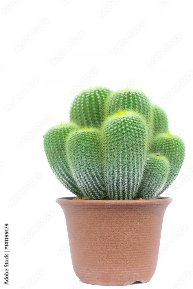 Eriocactus leninghausii, Cactus