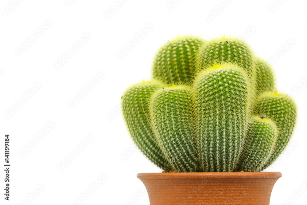 Eriocactus leninghausii, Cactus