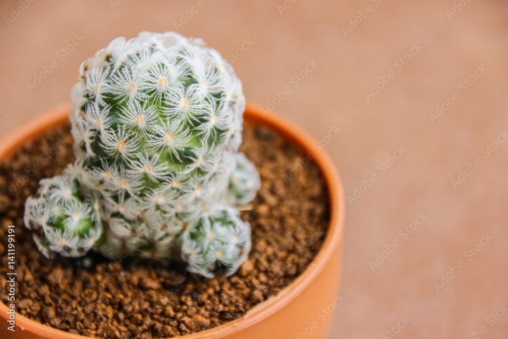 Mammillaria Duwei, Cactus