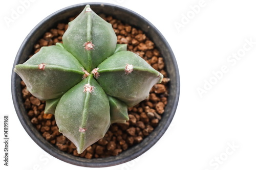 Obraz na płótnie Star Cactus (Astrophytum Myriostigma cv. Fukuryu) w salonie